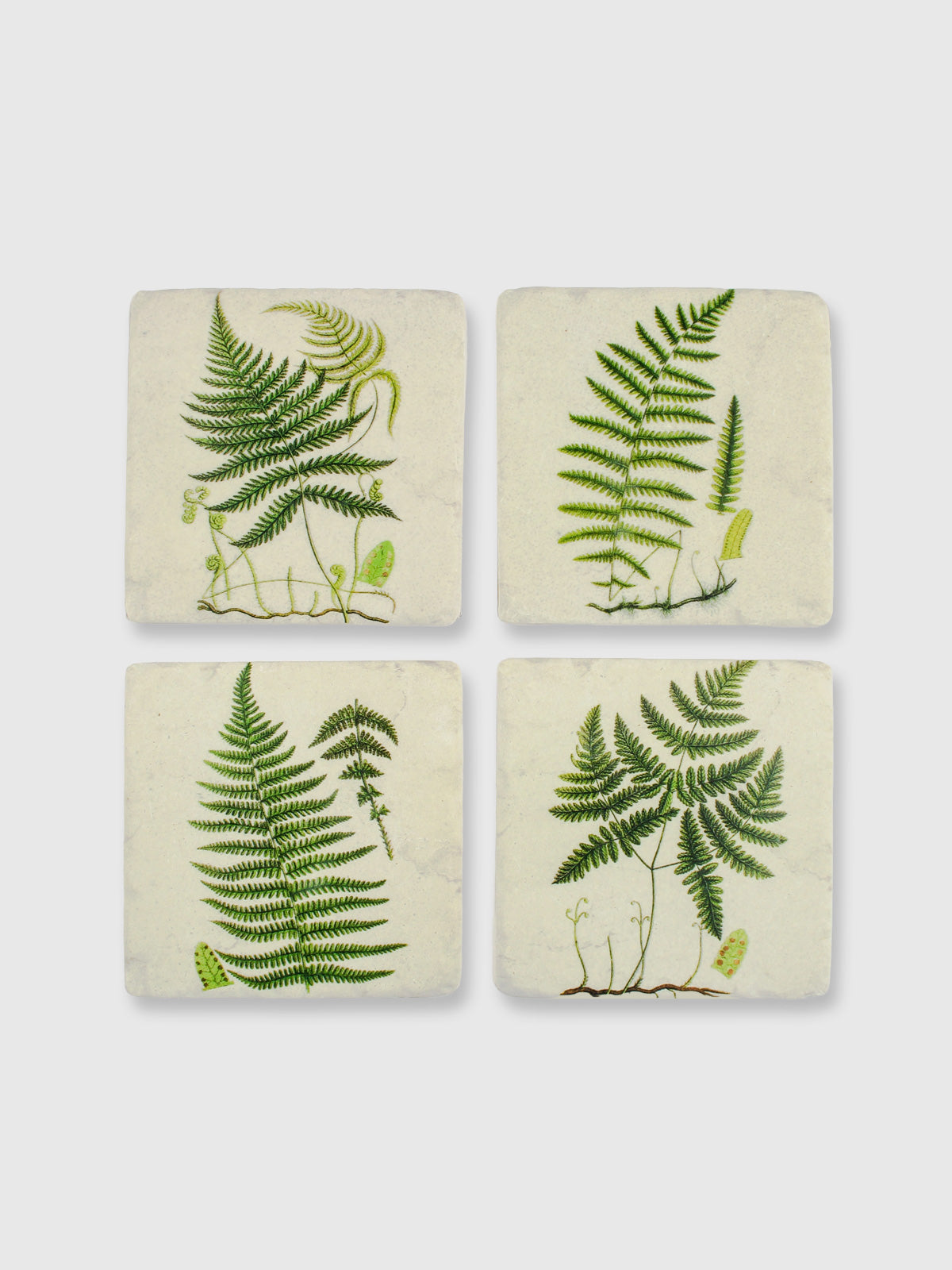 Fern Tile Coasters - Set of 4