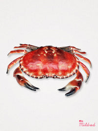 Crab Cast Iron Metal Hinged Lid Trinket Box Large / Heavy