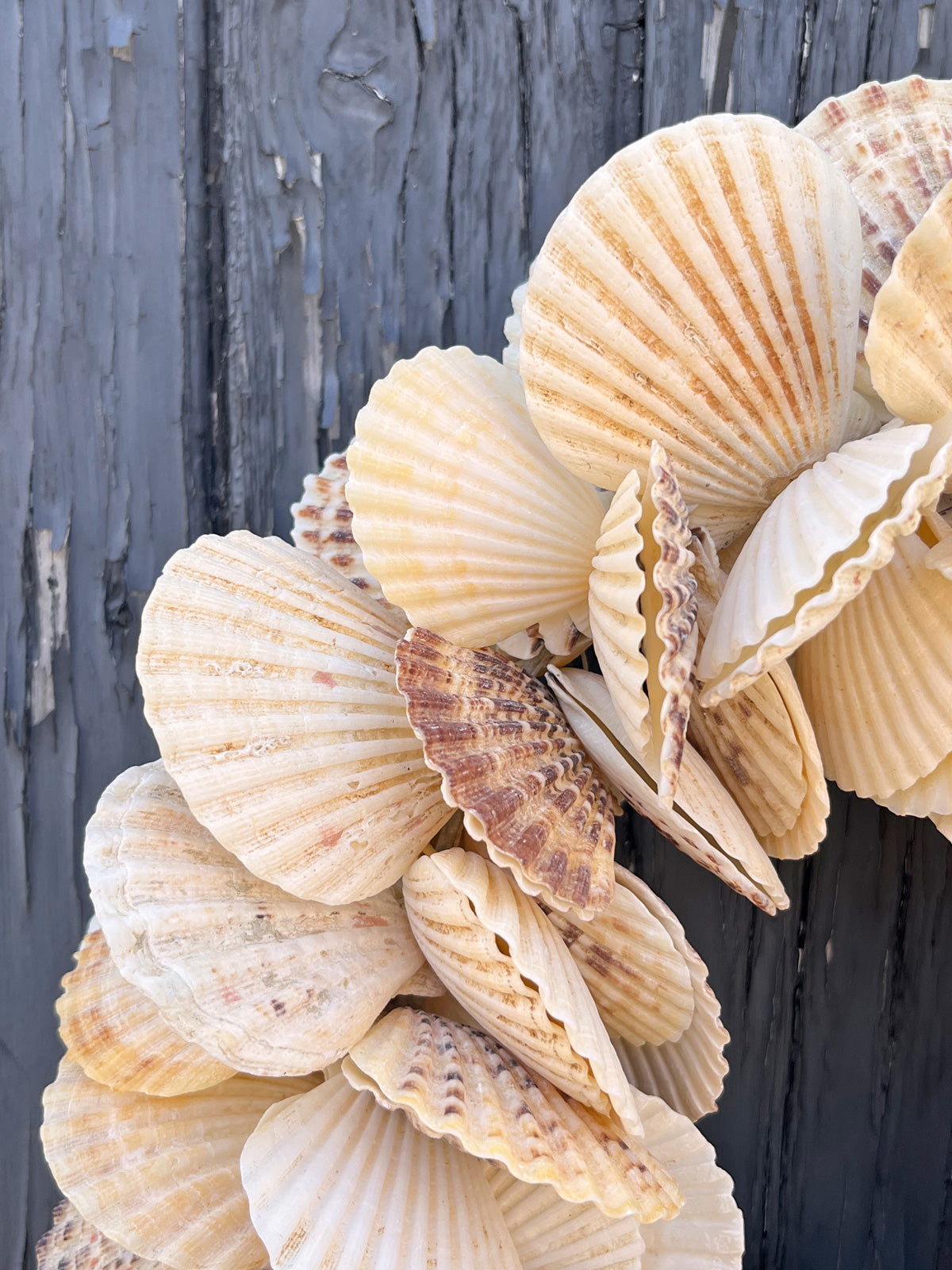 Scallop Shell Round Wreath - 34cm