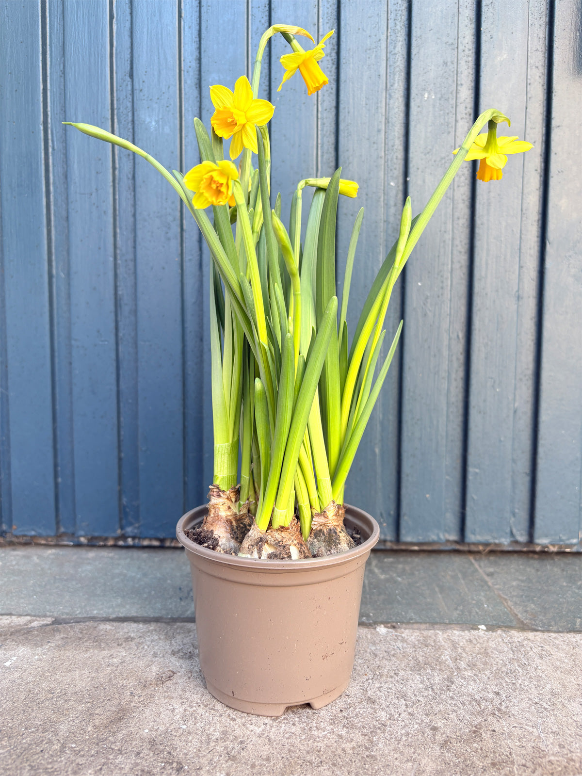 Tête à Tête Daffodils