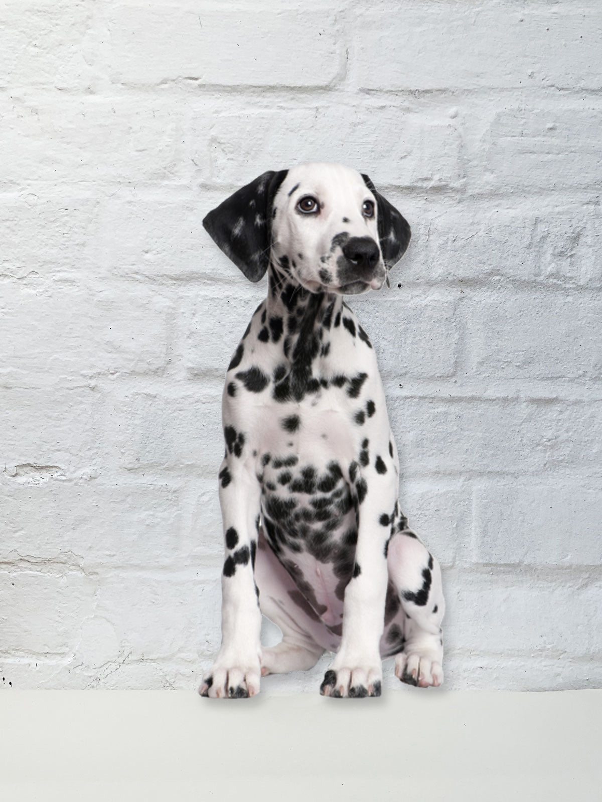 Koziel Cut Out - Spotty the Dalmatian Dog