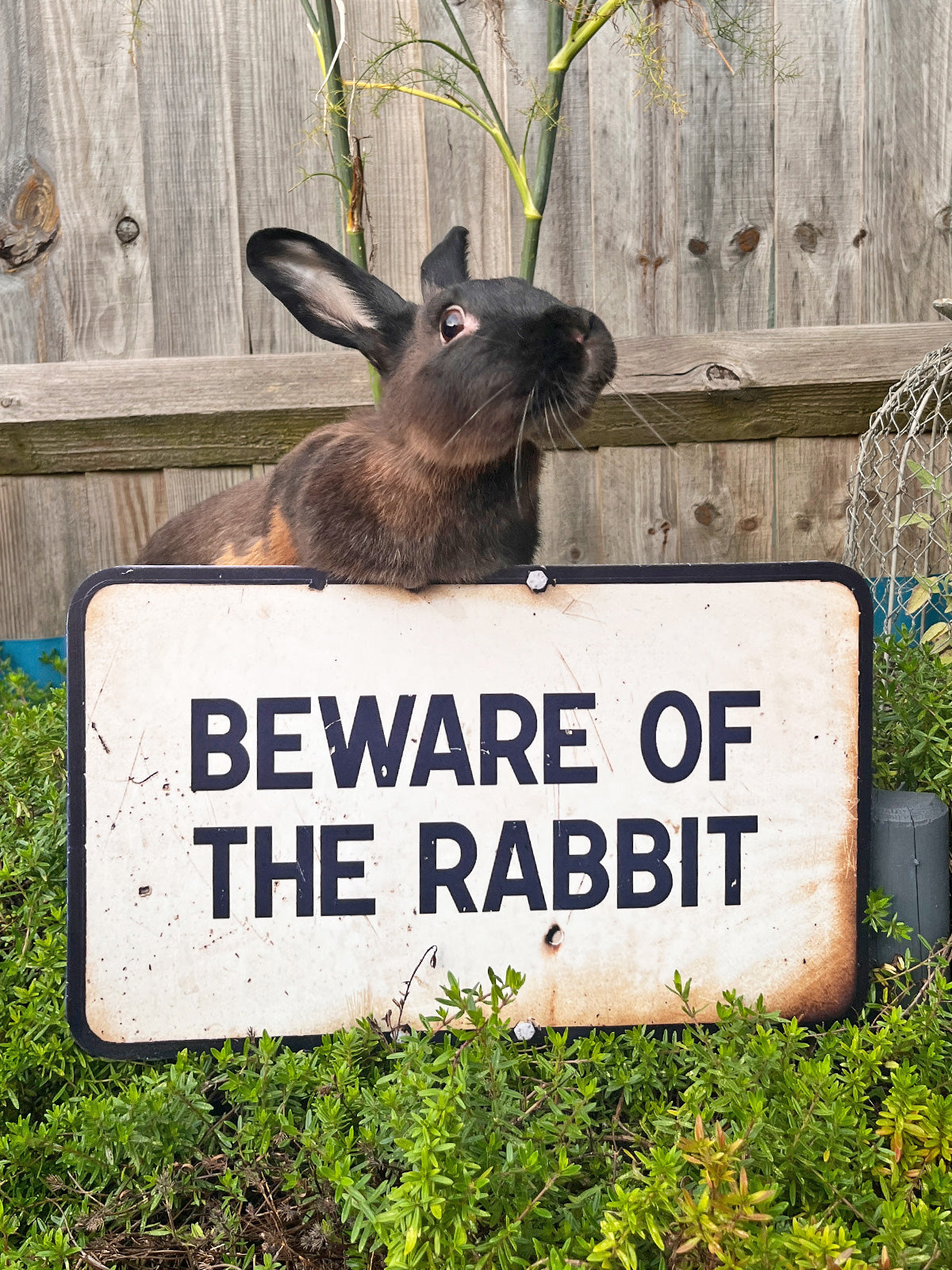 EXCLUSIVE Koziel Cut Out - Beware Of The Rabbit