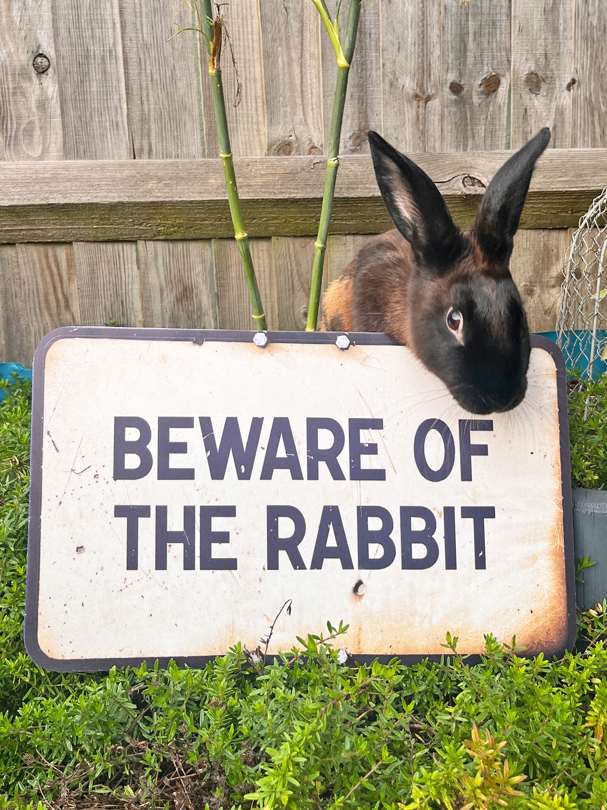 EXCLUSIVE Koziel Cut Out - Beware Of The Rabbit