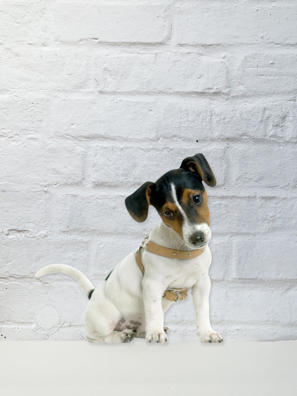Koziel Cut Out - Freyd Jack Russell