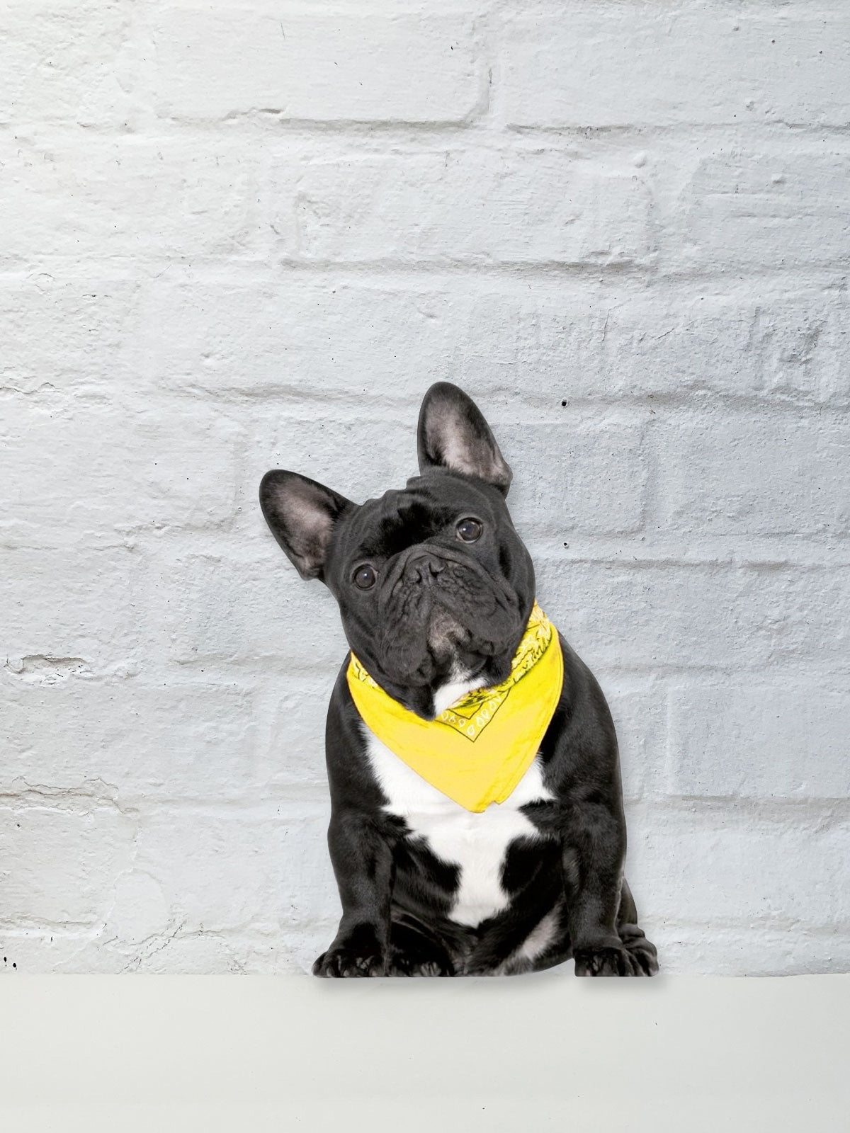 Koziel Cut Out - French Bulldog Yellow Scarf
