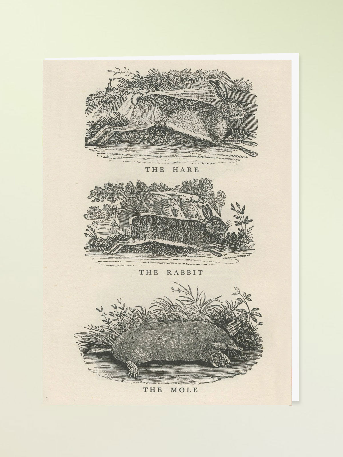 Madame Treacle Greeting Card - Hare, Rabbit, Mole