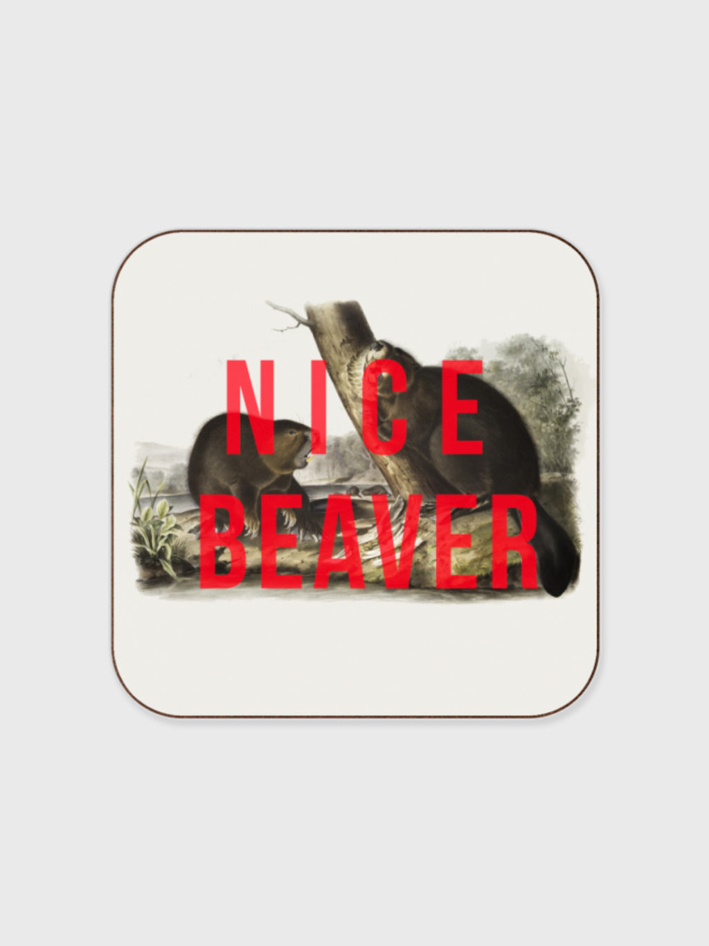 Coaster - Nice Beaver