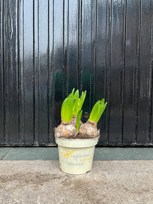 White Hyacinth Potted (instore only)