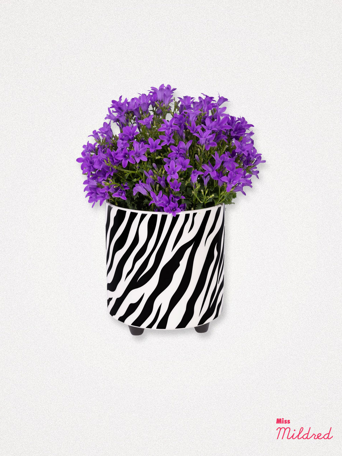 Zebra Print Ceramic Plant Pot - 13cm