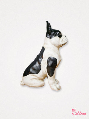 French Bulldog -  White and Black
