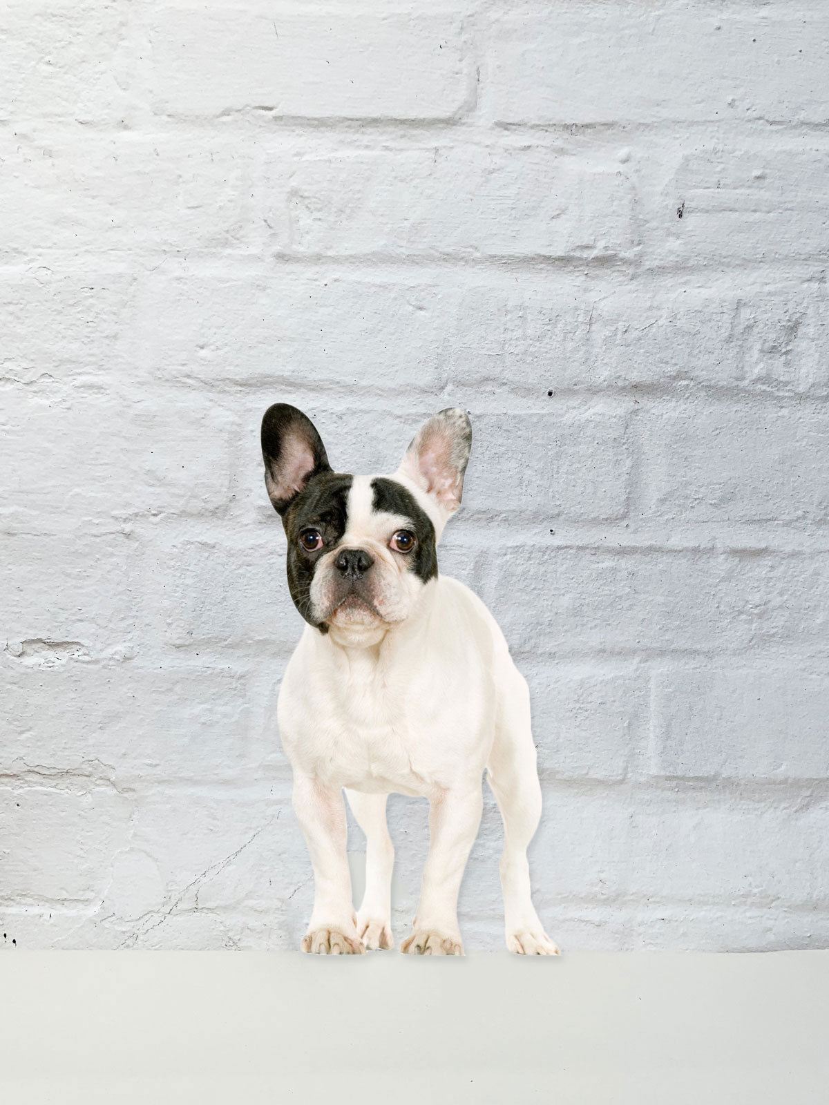 Koziel Cut Out - French Bulldog