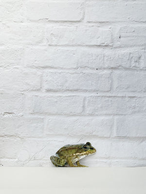 Koziel Cut Out - Frog