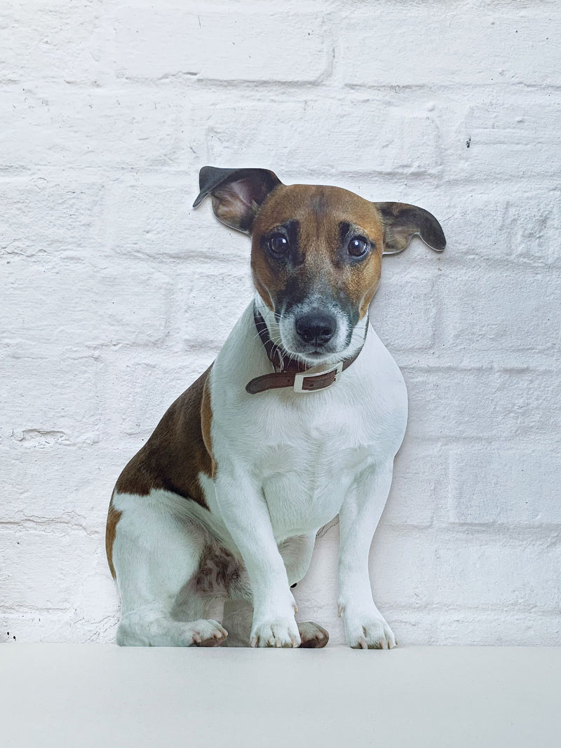 Koziel Cut Out - Jack Russel Terrier