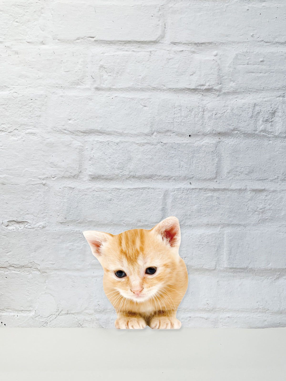 Koziel Cut Out - Lucy the Kitten