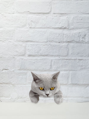 Koziel Cut Out - Thereyse the Cat